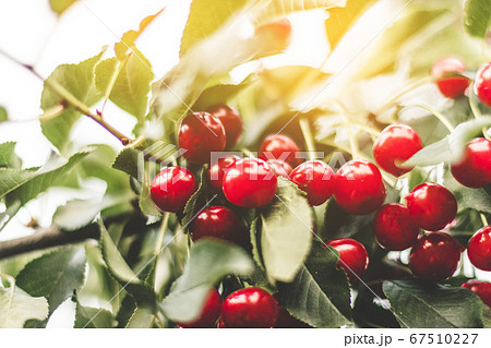 Large cherry berries grow on a tree in the summer garden. Harvesting concept 67510227