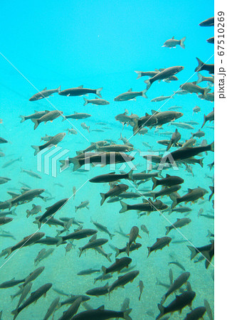 北海道 秋 千歳市 支笏湖 水中遊覧船 北海道 秋 千歳市 支笏湖 水中遊覧船 67510269