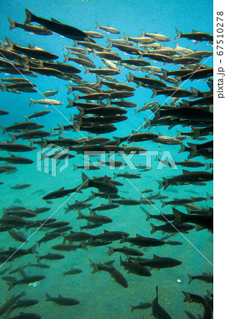 北海道　秋　千歳市　支笏湖　水中遊覧船 67510278