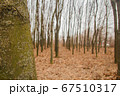 autumn forest trees. Nature without leaves autumn overcast 67510317