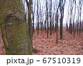 autumn forest trees. Nature without leaves autumn overcast 67510319
