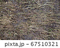 Perfect square seamless grass texture. Ideal for a tiled background, or for texturing a 3D model. 67510321