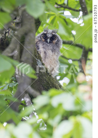 Juvenile long-eared owl (Asio otus) in a chestnut 67510793