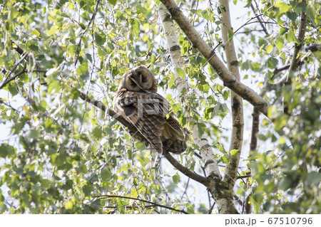 Juvenile long-eared owl (Asio otus) in a birch 67510796