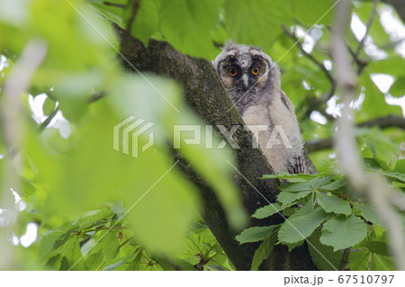 Juvenile long-eared owl (Asio otus) in a chestnut 67510797