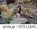 Black and brown canada goose, South Island, New Zealand 67511645