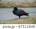 Black and brown duck, South Island, New Zealand 67511646