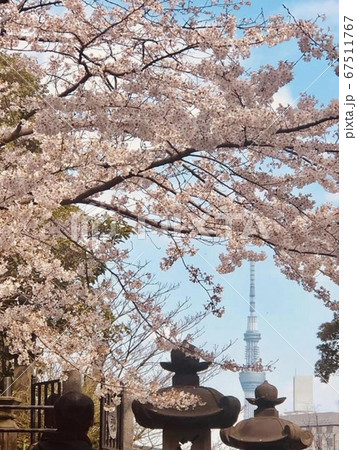 Japan Cherry Blossom and Tokyo Skytree 67511767