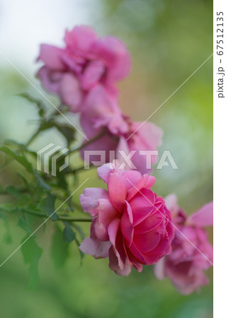 Pink roses in the garden. Large terry flowers. 67512135