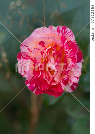 Beautiful striped rose 67512168