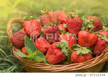 Strawberries healthy berries in sunny day. Fresh 67512244