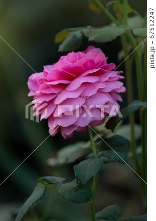 Pink roses in the garden. Large terry flowers. Pink roses in the garden. Large terry flowers. 67512247