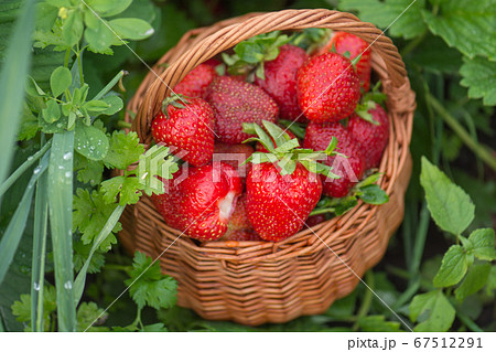 Strawberries in a basket on the field on eco 67512291