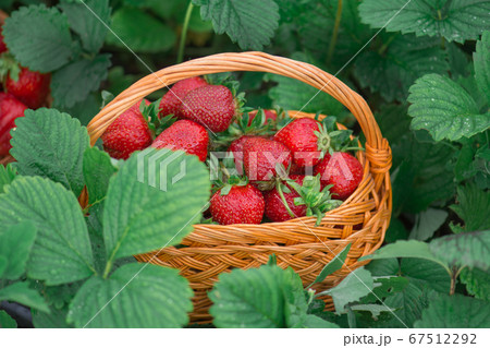 Strawberries healthy berries in sunny day. Fresh 67512292