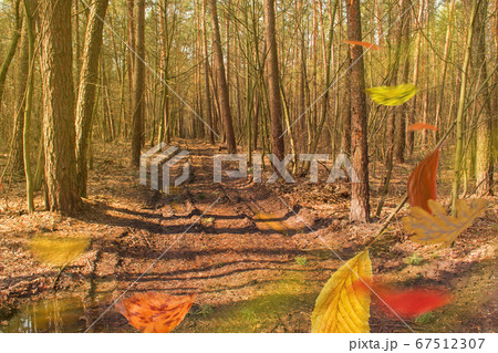 Multi colored mix autumn leaves falling down. Multi colored mix autumn leaves falling down. 67512307