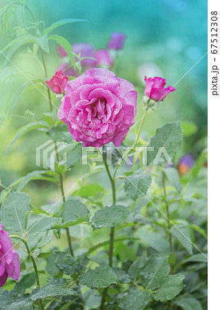 Blooming lavender roses Angel Face on the bush in Blooming lavender roses Angel Face on the bush in 67512308