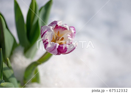 Flowering tulips under the snow Flowering tulips under the snow 67512332