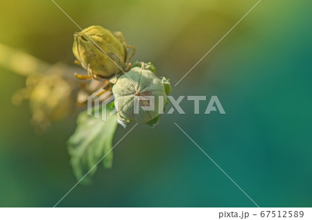 Hibiscus seed collecting. Saving seeds from Hibiscus seed collecting. Saving seeds from 67512589