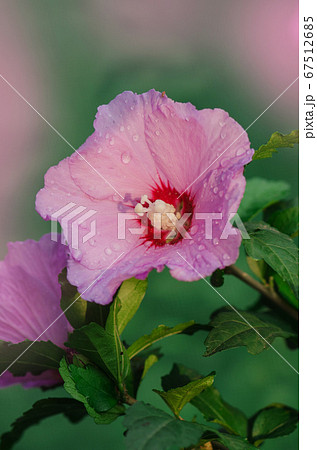Pink hibiscus flowering on green grass landscape 67512685