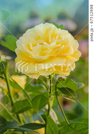 Blossom orange roses Blossom orange roses 67512698