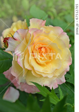 Two tone flower in the garden. Rose petel change 67512765