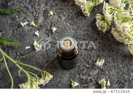 A bottle of yarrow essential oil with fresh yarrow A bottle of yarrow essential oil with fresh yarrow 67512910
