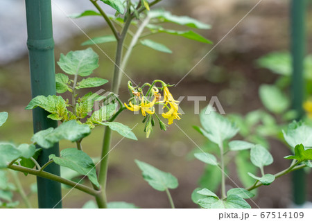 トマト栽培 黄色いトマトの花 (5月) 家庭菜園 トマト栽培 黄色いトマトの花 (5月) 家庭菜園 67514109
