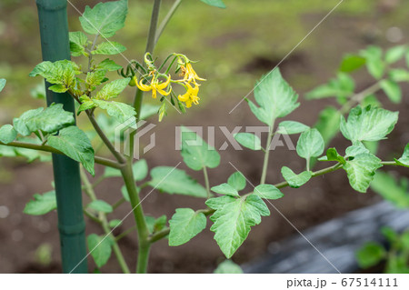 トマト栽培 黄色いトマトの花 (5月) 家庭菜園 トマト栽培 黄色いトマトの花 (5月) 家庭菜園 67514111