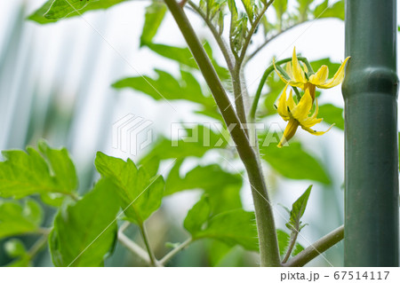 トマト栽培 黄色いトマトの花 (5月) 家庭菜園 トマト栽培 黄色いトマトの花 (5月) 家庭菜園 67514117