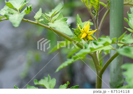 トマト栽培 黄色いトマトの花 (5月) 家庭菜園 トマト栽培 黄色いトマトの花 (5月) 家庭菜園 67514118