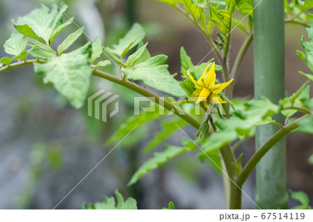 トマト栽培　黄色いトマトの花　（5月）　家庭菜園 67514119