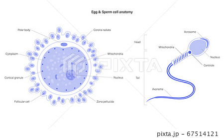 Reproductive system concept Reproductive system concept 67514121