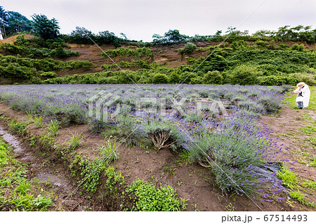 梅雨時で雨模様の満開のラベンダー花 梅雨時で雨模様の満開のラベンダー花 67514493