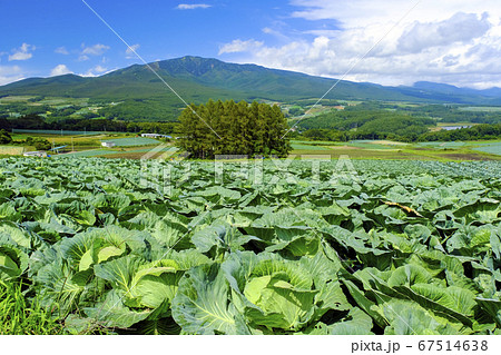 高原キャベツと四阿山 高原キャベツと四阿山 67514638
