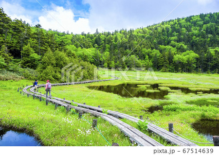 初夏の四十八池湿原ハイク 初夏の四十八池湿原ハイク 67514639