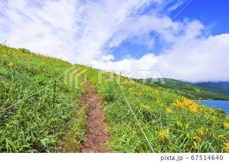 天空のニッコウキスゲ 天空のニッコウキスゲ 67514640