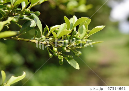 イヌツゲの若い実 67514661