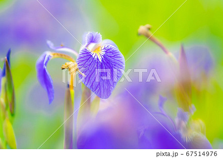 ヒオウギアヤメの花 【長野県】 ヒオウギアヤメの花 【長野県】 67514976