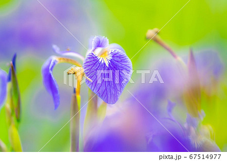 ヒオウギアヤメの花　【長野県】 67514977