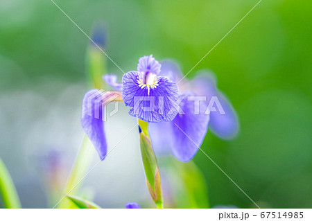 ヒオウギアヤメの花　【長野県】 67514985