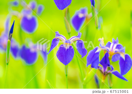 ヒオウギアヤメの花 【長野県】 ヒオウギアヤメの花 【長野県】 67515001