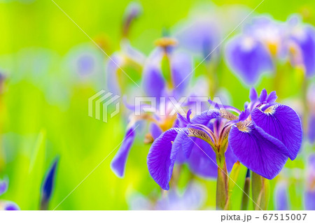 ヒオウギアヤメの花 【長野県】 ヒオウギアヤメの花 【長野県】 67515007