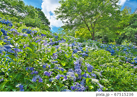 【観音寺 (あじさい寺)】 京都府福知山市字観音寺 67515236