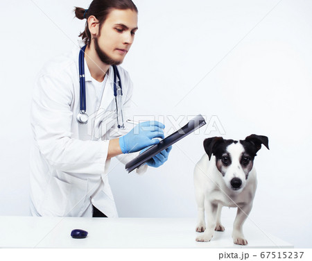 young veterinarian doctor in blue gloves examine little cute dog jack russell isolated on white background, animal healthcare concept 67515237