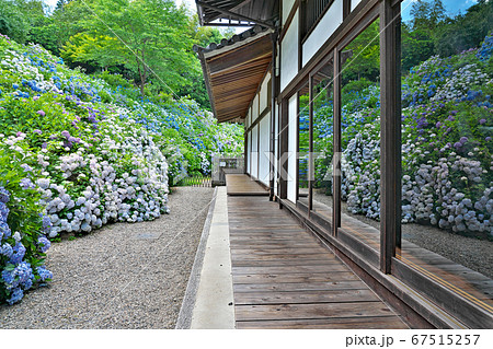 【観音寺 (あじさい寺)】 京都府福知山市字観音寺 67515257