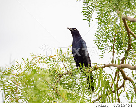 Close up shot of a Great tailed Grackle resting on 67515452