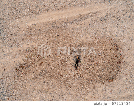 Many ants going in and out of their nest Many ants going in and out of their nest 67515454