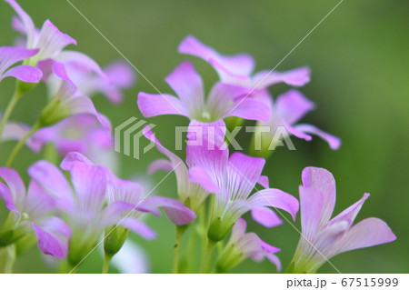 ムラサキカタバミ 小さくかわいいピンクの花の写真素材