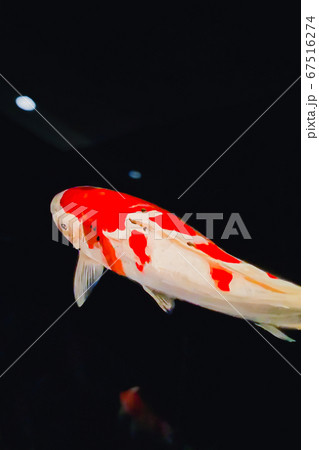 日本文化、本物に見える鯉の絵の写真素材 [67516274] - PIXTA