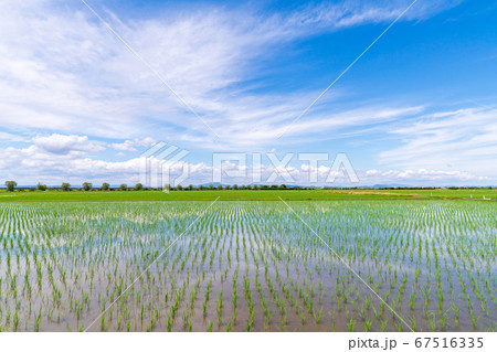 田植え後 67516335